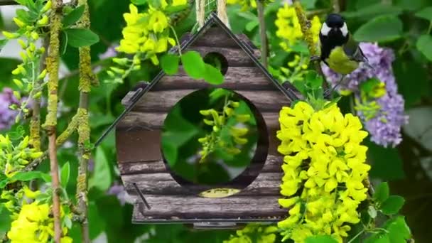 Great Tit Bird Feeder House Surrounded Yellow Golden Chain Golden — Wideo stockowe