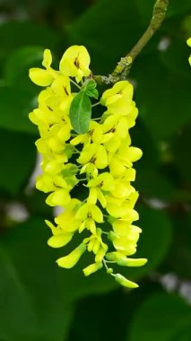 Altın yağmur ya da altın zincir ağacı (Laburnum anagyroides), sarı çiçek yakın çekim