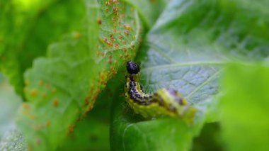 Caterpillar kutusunu ağaç güve (cydalima perspectalis)
