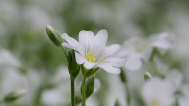 Beyaz çiçek usulca sallanıyor, çim yosunu (cerastium arvense))