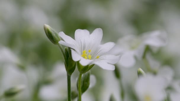 Weiße Blume Die Sich Sanft Wiegt Feldvogelkraut Cerastium Arvense — Stockvideo