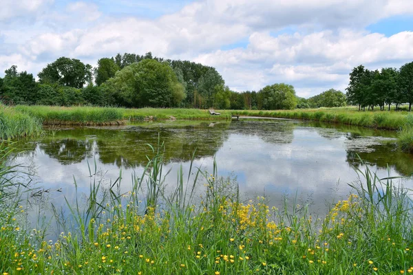 Lago Nel Parco Circondato Alberi Fiori Campo Primaverili Fiandre Belgio — Foto Stock