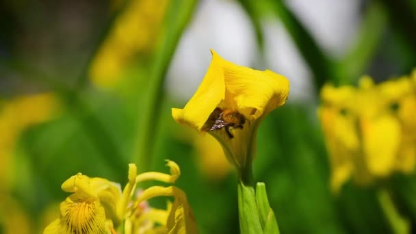 Bijen Duwen Open Gele Irisbloem Nectar Verzamelen — Stockvideo