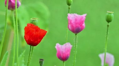 Papaver çiçekleri açılıyor, kırmızı ve pembe gelincikler zaman aşımına uğradı