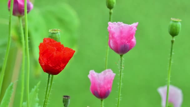 Papaver Flowers Opening Red Pink Poppies Time Lapse — Stock Video