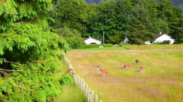 フェンスの上にジャンプする赤い鹿 — ストック動画