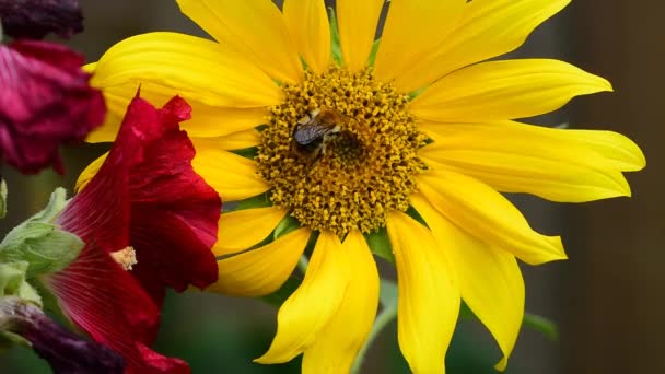 Пчела Собирает Нектар Подсолнуха — стоковое видео