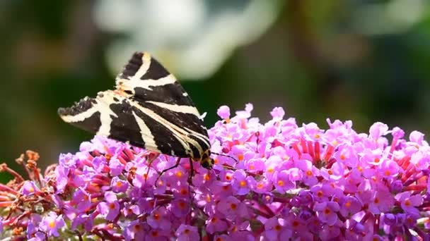 Schwarz Weiße Tigermotte Euplagia Quadripunctaria Auf Fliederfarbenem Schmetterlingsstrauch Buddleja Davidii — Stockvideo