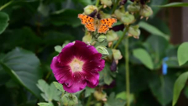 Orange Brown Comma Butterfly Polygonia Album Κόκκινο Hollyhock Alcea Rosea — Αρχείο Βίντεο
