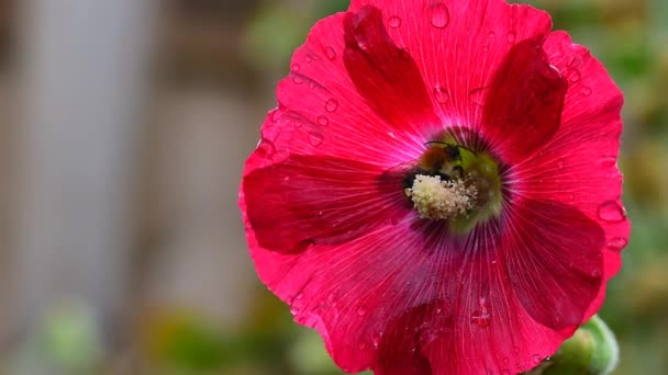 Bumblebee Bombus Verzamelt Nectar Rode Hollyhock Alcea Bloem Van Dichtbij — Stockvideo