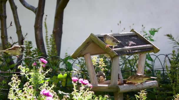 Tuin Vogels Vliegen Naar Houten Vogel Feeder Huis Voor Voedsel — Stockvideo