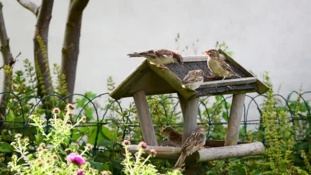 Dinnertime Sparrows Eating Seeds Bird Feeder — Stock Video