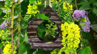Blue tit hopping on branch and bird feeder house in flowering tree
