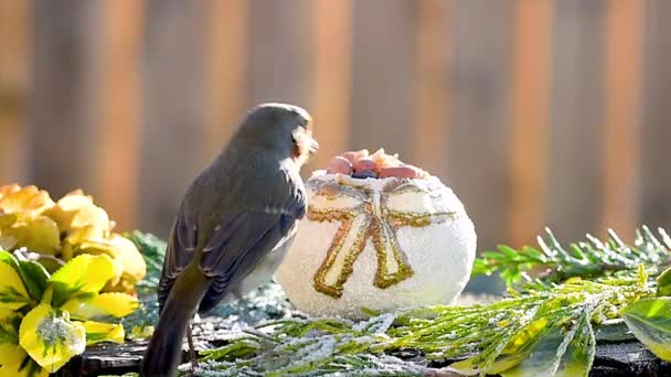 Europeisk Rödhaj Erithacus Rubecula Fågel Plockar Jordnötsmat Från Juldekoration Vintern — Stockvideo