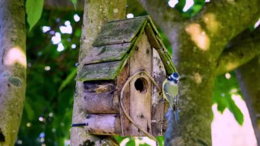 Blue tit bird (Cyanistes caeruleus) pecking food from bird house