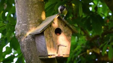 Great tit (Parus major) on bird house pecking food