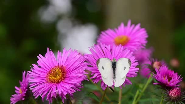 Λάχανο Λευκό Πεταλούδα Pieris Rapae Σίτιση Φωτεινό Ροζ Λουλούδι Aster — Αρχείο Βίντεο