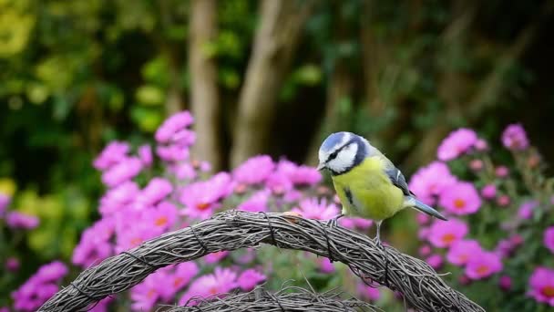 Blue Tit Cyanistes Caeruleus Bird Pecking Peanut Food Pink Flowers — ストック動画