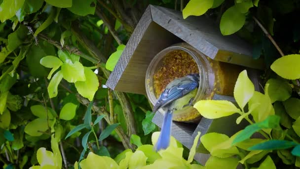 Blue Tit Bird Eating Peanut Butter Bird House — Vídeos de Stock