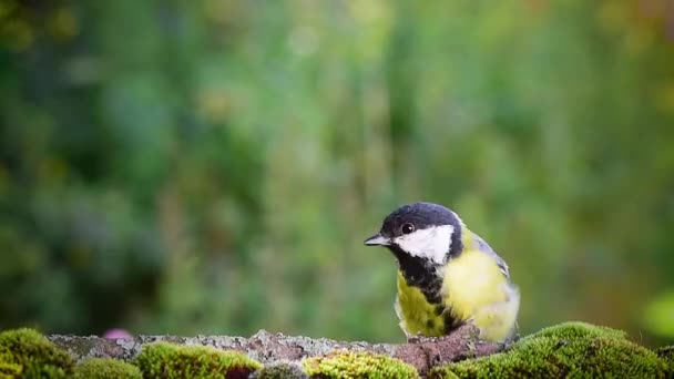 Bird Close Great Tit Parus Major Perched Branch Eating Peanut — Vídeos de Stock