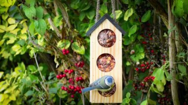 Tomtit on bird house feeder. Eurasian blue tit (Cyanistes caeruleus) clinging on birdfeeder house. 