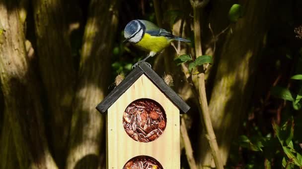 Blue Tit Hopping Bird Feeder House Rooftop Peck Food — Stock video