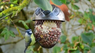 Blue tit bird eating peanuts clinging on acorn shaped bird feeder