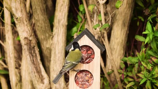 Great Tit Parus Major Eating Bird Seeds Bird House Scratching — Stockvideo
