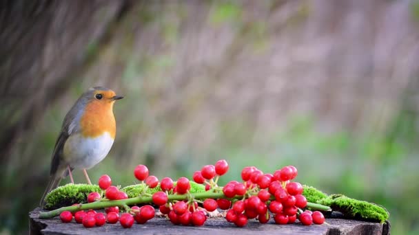 Robin Redbreast Poserar Och Plockar Fågel Mat Från Trä Matare — Stockvideo