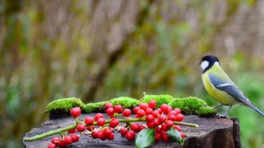 Bird, great tit (parus major), eating sunflower seeds on wooden bird feeder decorated with red berries, shallow depth of field woodland forest background.