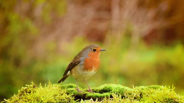 Robin Kırmızıgöğüs Sonbahar Doğasında — Stok video