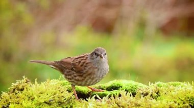 Sonbaharda çit serçesi (Prunella modularis) dunnock kuş yemi yer