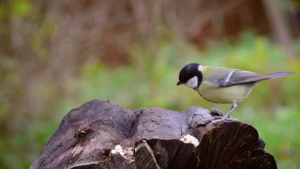 Great Tit Parus Major Jumps Wood Log Eats Bird Seeds — Wideo stockowe