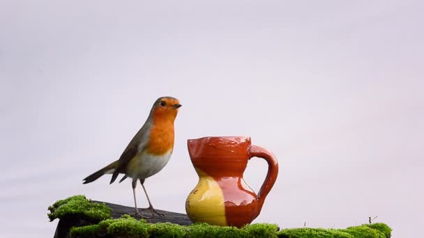 Robin Redbreast Erithacus Rubecula Pássaro Bicando Alimentos Vaso Barro — Vídeo de Stock