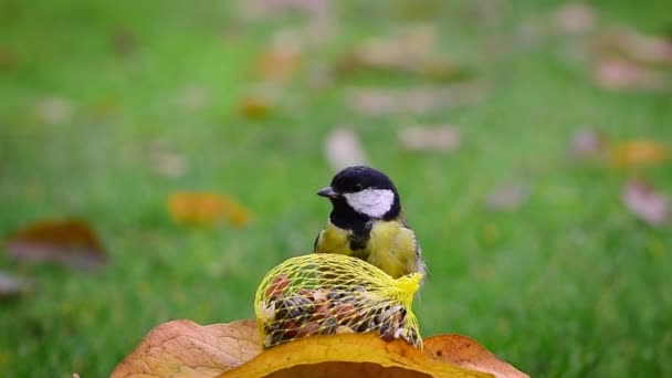 Hungry Futtering Bird Great Tit Parus Major Flapping Wings Jump — Stockvideo