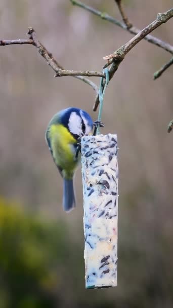 Blue Tit Cyanistes Caeruleus Feeding Fat Suet Stick Hanging Tree — Video Stock