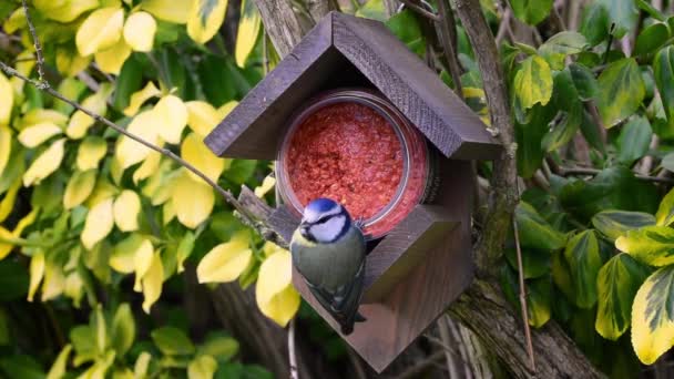Blue Tit Cyanistes Caeruleus Bird Eating Peanut Butter Red Forest — Vídeos de Stock