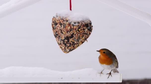 ロビン レッドブレスト エリトナス ルーキュラ 冬の雪の中で心臓形の鳥の餌から鳥の種を食べる — ストック動画
