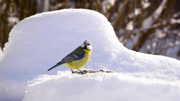 Eurasian Blue Tit Cyanistes Caeruleus Snow Eating Bird Seeds Winter — ストック動画