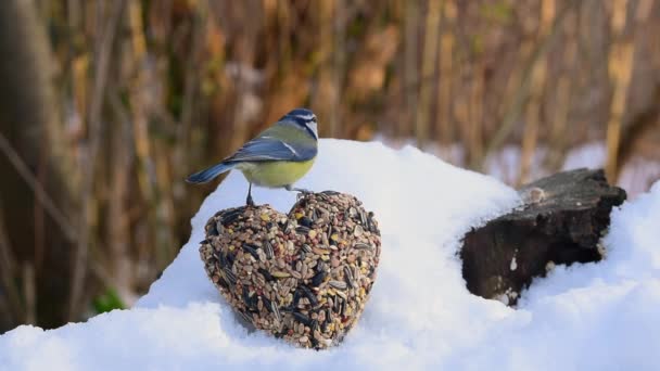 Bird Eurasian Blue Tit Cyanistes Caeruleus Cute Bird Seeds Heart — Vídeo de Stock