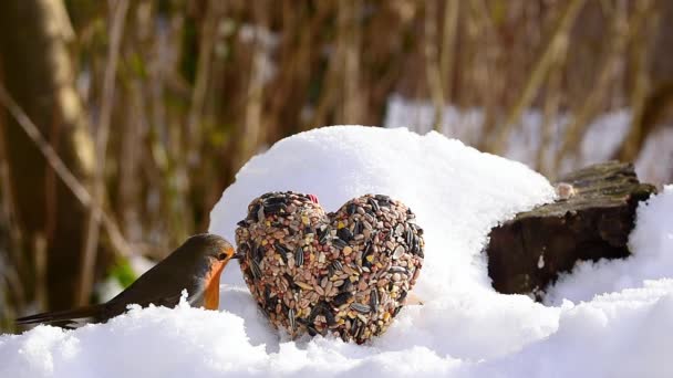 Robin Redbreast Alimentador Pássaros Coração Neve Inverno Amor Valentim — Vídeo de Stock