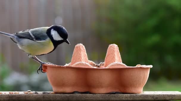 Great Tit Parus Major Hopping Egg Carton Eat Peanut Bird — стоковое видео