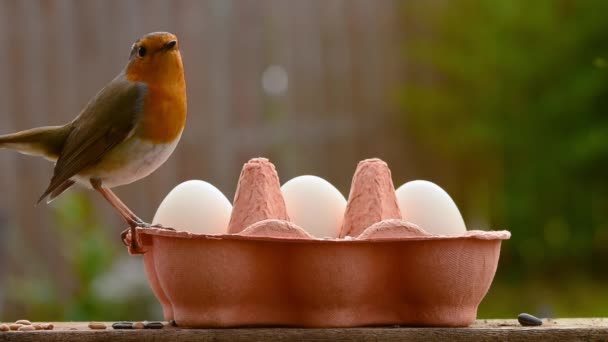 Robin Erithacus Rubecula Perché Sur Une Boîte Œufs Mangeoire Oiseaux — Video