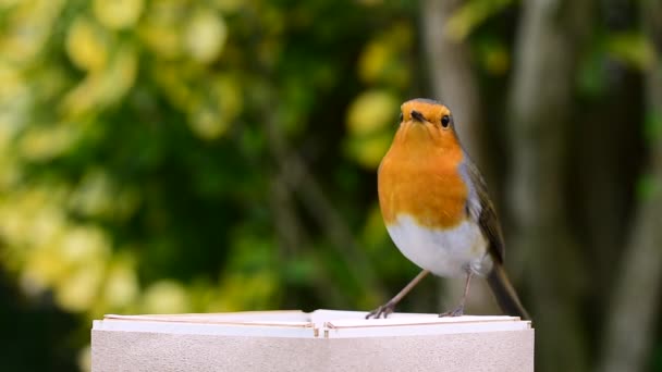 Robin Rödbröst Erithacus Rubecula Sittande Fågelmatarlåda Ätande Fågelfrön — Stockvideo