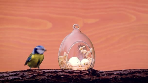 Blue Tit Birds Cyanistes Caeruleus Eating Nest Eggs Easter Decoration — 图库视频影像