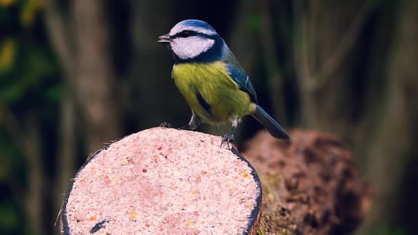 Blue Tit Cyanistes Caeruleus Bird Eats Suet Seeds Coconut Bird — Video Stock