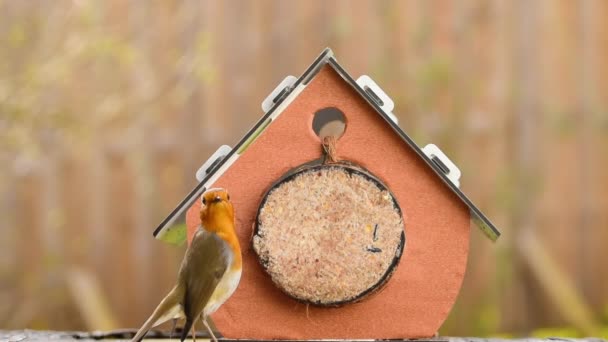 Robin Erithacus Rubecula Eating Suet Bird House — Stock Video