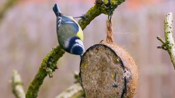 Blue Tit Bird Eating Suet Filled Coconut Bird Feeder — Vídeo de Stock