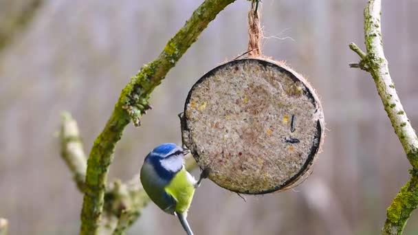 Blue Tit Birds Pecking Food Coconut Bird Feeder — ストック動画