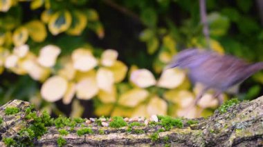 Çit serçesi (Prunella modularis) gagalama kuş yemi